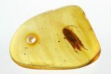 Detailed Fossil Moth (Lepidoptera) in Baltic Amber #292415-1